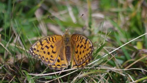 Argynnis aglaja