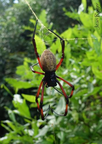 Réf. 213 397 : Trichonephila inaurata