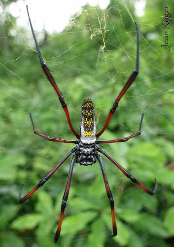 Réf. 213 383 : Trichonephila inaurata