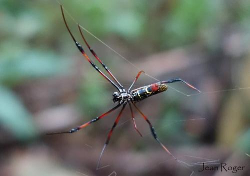 Réf. 213 384 : Trichonephila inaurata