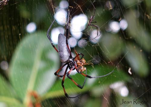 Réf. 213 480 : Trichonephila inaurata