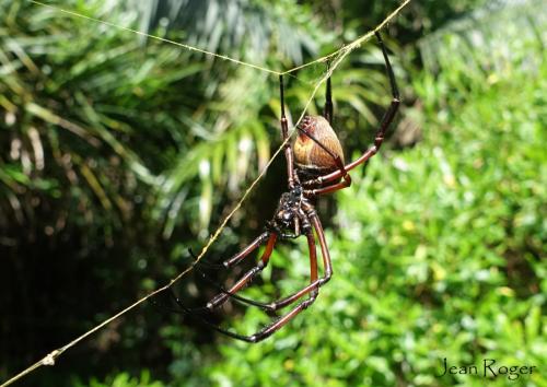 Trichonephila inaurata