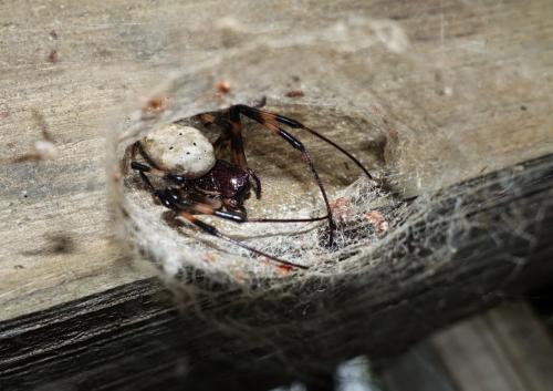 Nephilingis livida