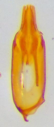 Oulimnius tuberculatus