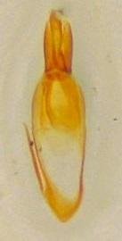 Réf. 213 059 : Elmis maugetii