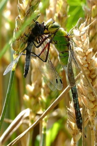Réf. 213 445 : Anax imperator