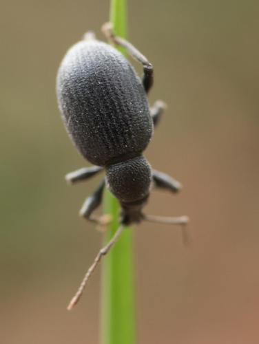 Réf. 213 128 : Otiorhynchus meridionalis