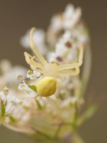Misumena vatia