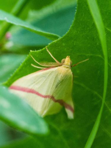 Rhodometra sacraria