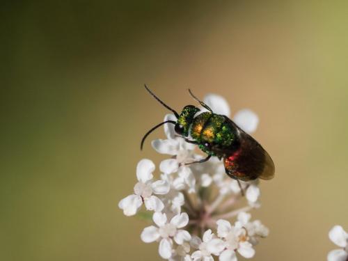 Réf. 213 208 : Holopyga ignicollis
