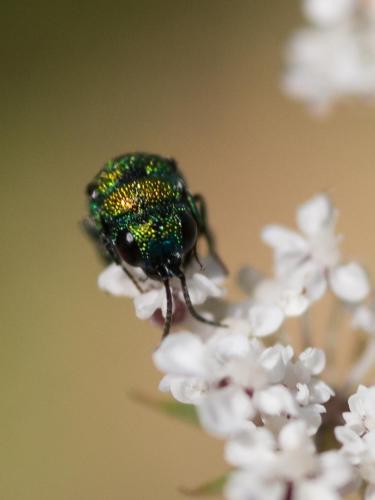 Réf. 213 207 : Holopyga ignicollis