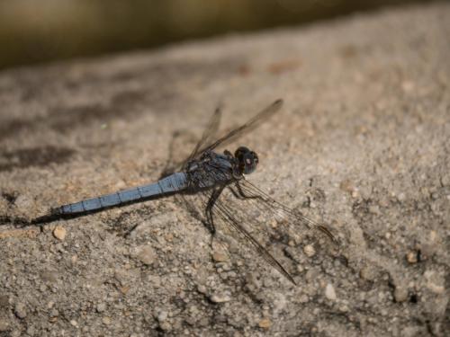 Orthetrum coerulescens