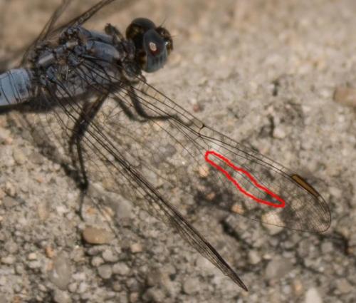Orthetrum coerulescens