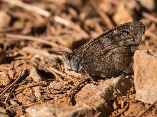 Réf. 213 816 : Hipparchia statilinus
