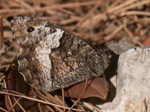 Réf. 213 815 : Hipparchia sp.