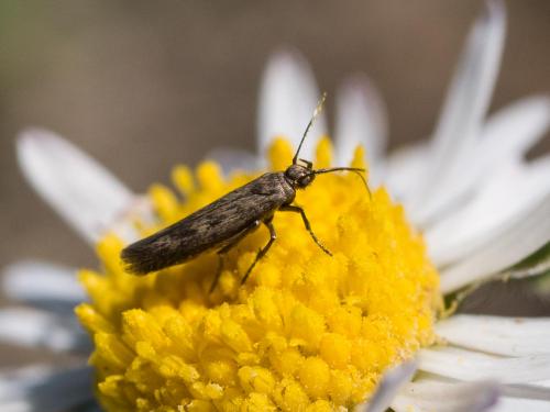 Réf. 213 817 : Scythris sp.