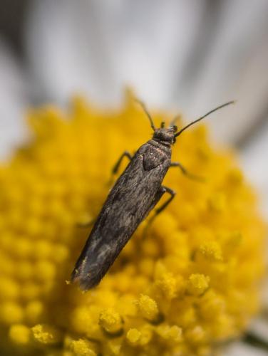 Réf. 213 818 : Scythris sp.