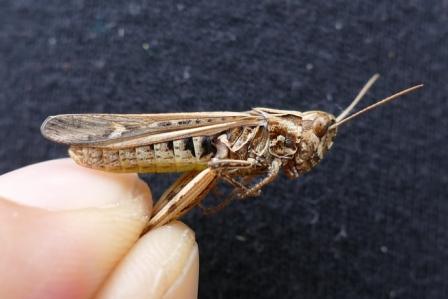 Chorthippus sp.