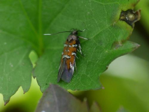 Pancalia leuwenhoekella