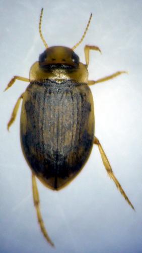 Nebrioporus canaliculatus