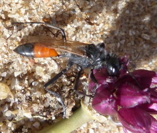 Podalonia luffii