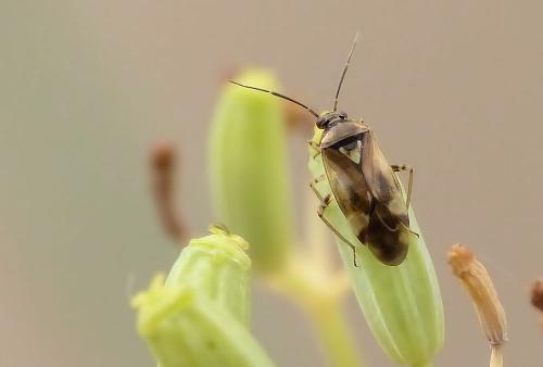 Réf. 213 166 : Orthops sp.