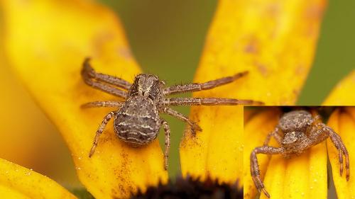 Xysticus sp.
