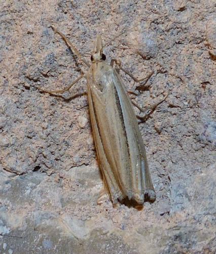 Réf. 213 562 : Ancylolomia sp.