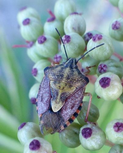 Réf. 213 457 : Carpocoris pudicus