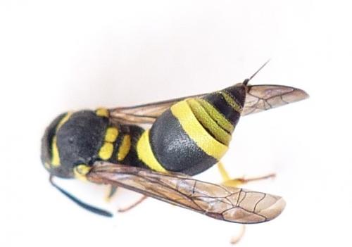 Ancistrocerus sp.