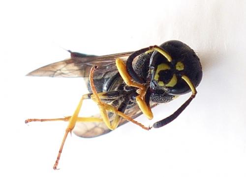 Ancistrocerus sp.