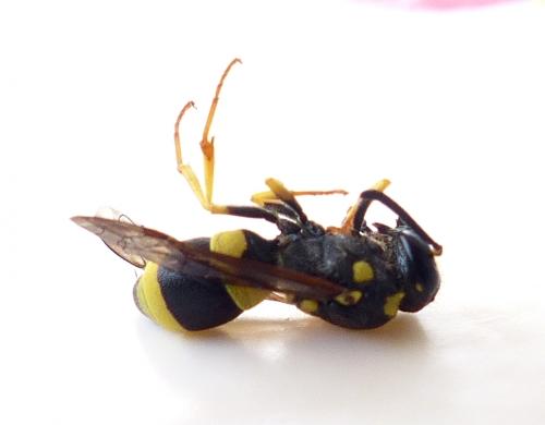 Ancistrocerus sp.