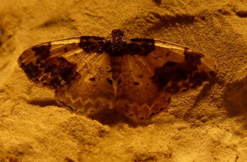 Réf. 213 039 : Ligdia adustata
