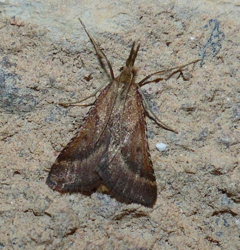 Réf. 213 528 : Synaphe punctalis