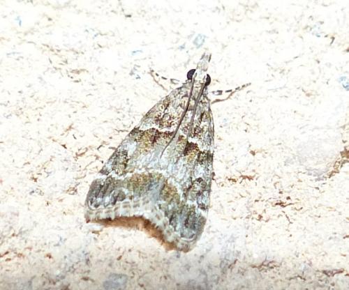 Scopariinae