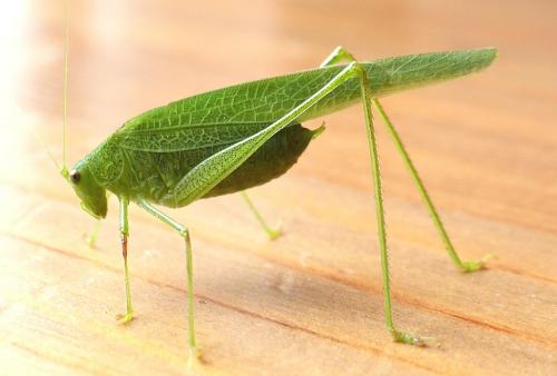 Phaneroptera nana
