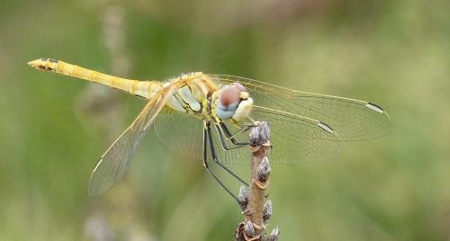 Réf. 213 120 : Sympetrum fonscolombii