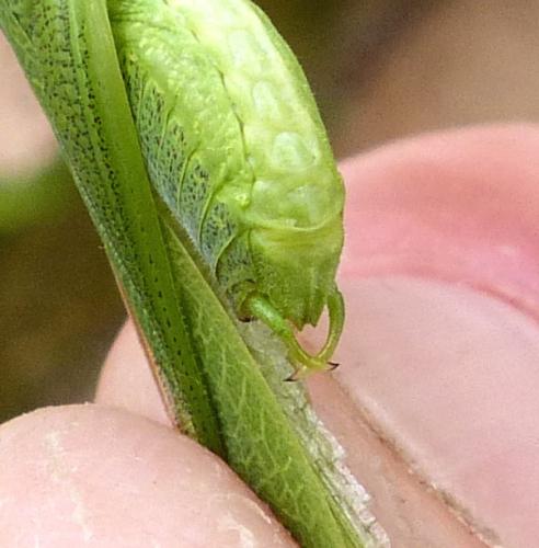 Phaneroptera nana