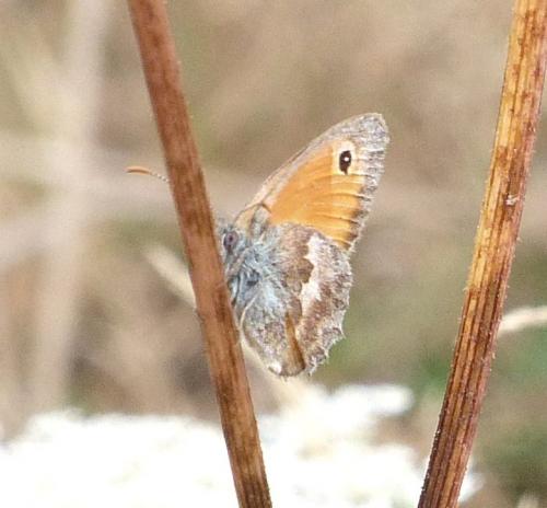 Réf. 213 297 : Coenonympha pamphilus