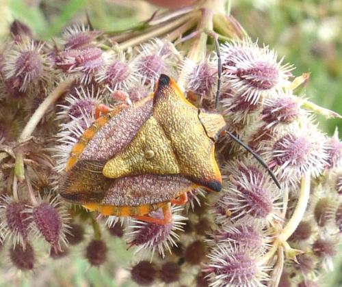 Réf. 213 279 : Carpocoris mediterraneus atlanticus