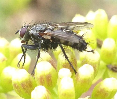Réf. 213 712 : Stevenia umbratica