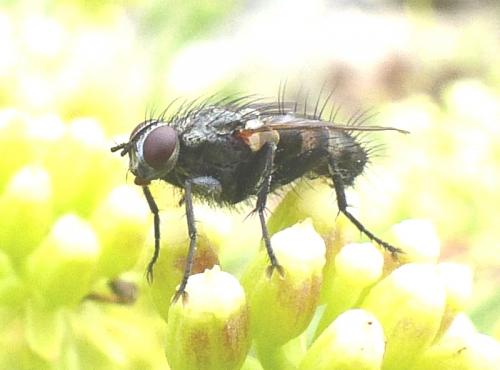 Réf. 213 713 : Stevenia umbratica
