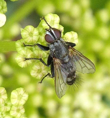 Réf. 213 696 : Stevenia umbratica