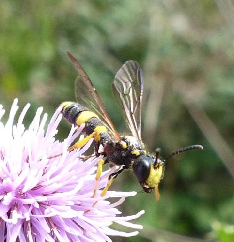 Réf. 213 633 : Cerceris rybyensis
