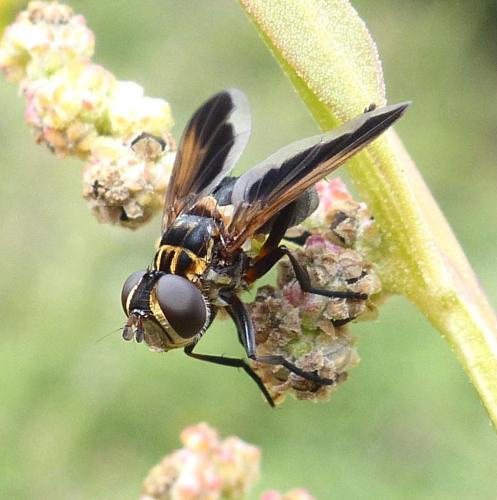 Trichopoda pictipennis