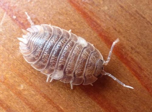 Porcellio dilatatus