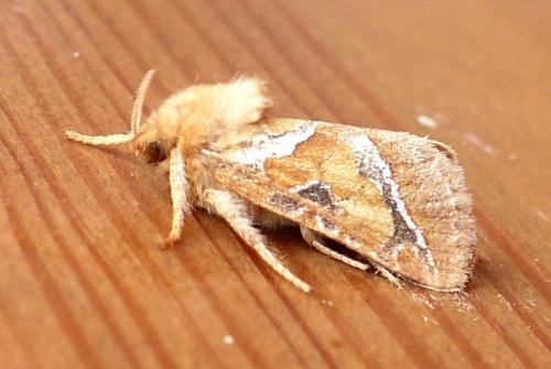 Triodia sylvina