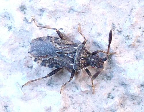 Réf. 213 887 : Strobilotoma typhaecornis