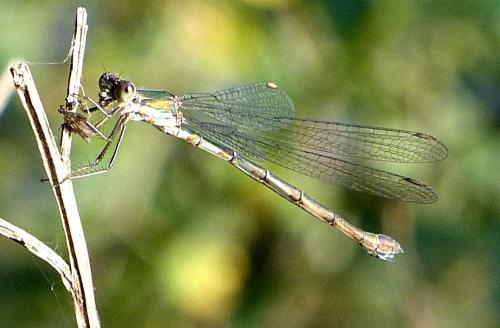 Chalcolestes viridis