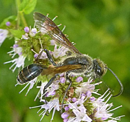Isodontia mexicana